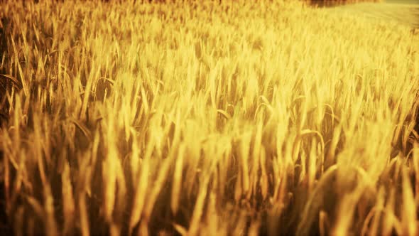 Golden Wheat Field and Sunny Day alt
