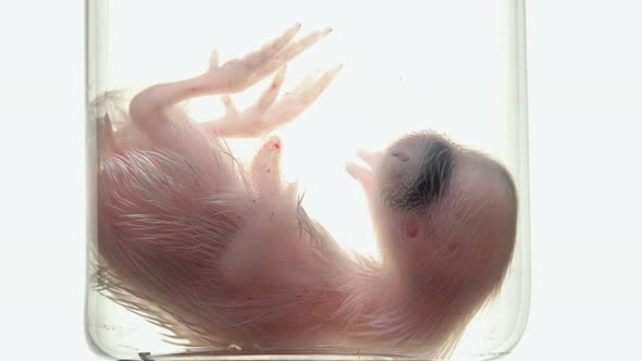 Formed Quail Embryo in the Flask alt