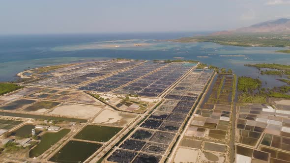 Shrimp Farming in Indonesia alt