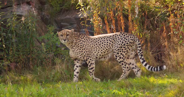 Alert Adult Cheetah Walking in the Shadows on a Grassy Field