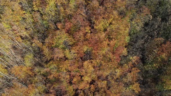 Aerial shot to a forest full of tall trees in autumn colours