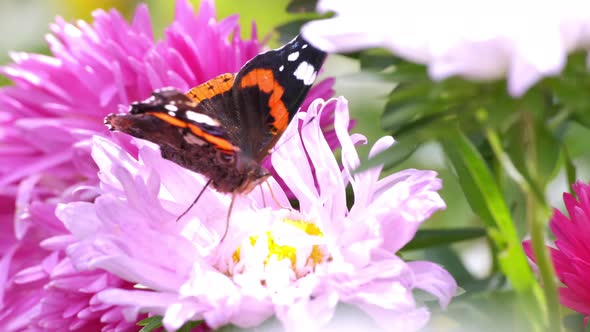 Butterfly with Beautiful Patterned Wings Pollinates Aster alt