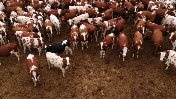 Aerial View of Corral Full of Cattle alt