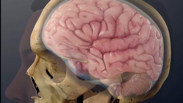 Cerebrospinal fluid inside the skull alt