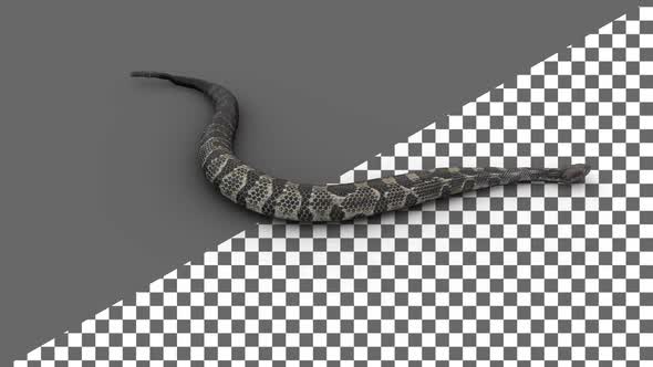 Snake Perspective View Alpha Channel