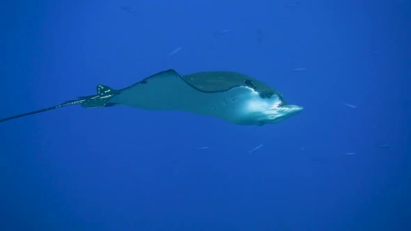 An majestic eagle ray are calmly cruising in the current. alt
