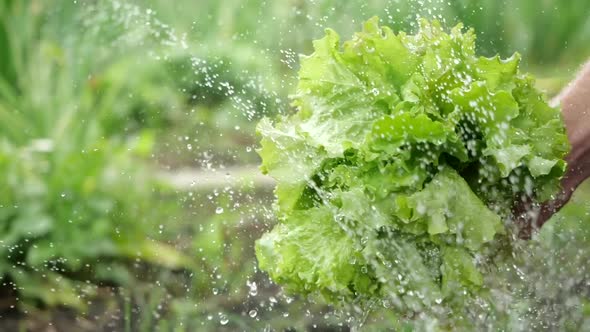 Close-up Shot of Bunch of Fresh Lettuce Leaves in the Hands of a Person Who Is Watered From Below alt
