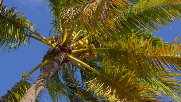 Bottom View of a Coconut Tree Against a Blue Sky.