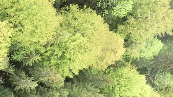 Vertical Video Aerial View of Trees in the Forest alt