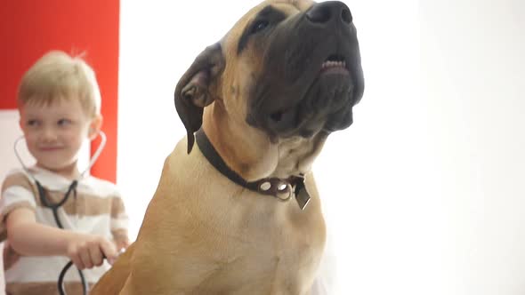 Woman and Boy Check the Dog's Breathing, Use a Stethoscope alt