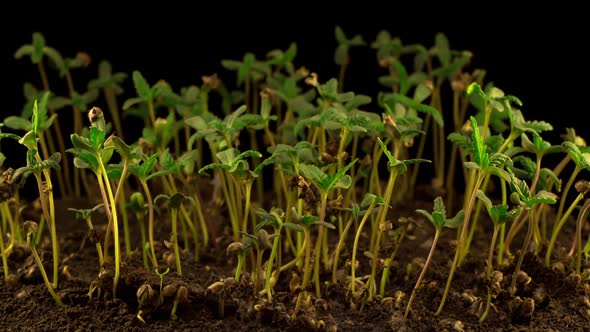 Marijuana Plant Growing alt