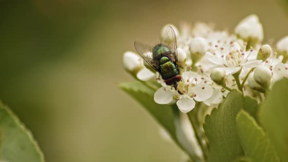 Firethorn Flowers With Perching Common Green Bottle Fly Against Blurred Background. Selective Focus alt