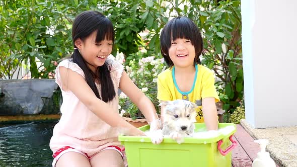 Asian Children Washing Siberian Husky Puppy In The Basin On The Summer alt