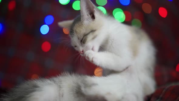 The Kitten Washes Against the Background of New Year's Multicolored Lights
