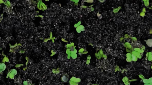Macro Close Up Top View Microgreens Arugula Sprouts Growing  Timelapse
