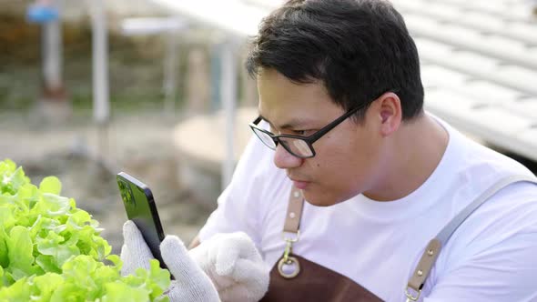 Close up serious Asian farmer checking quality of hydroponic vegetables and having a phone call alt