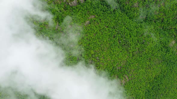 Top Down Aerial View of Summer Forest Fly Over Clouds Beautiful Natural Background alt