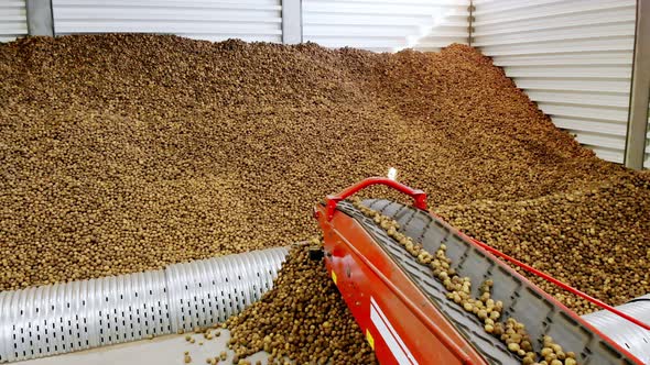 Close-up, Potatoes Move on Special Conveyor Machinery Belt and Fit Into a Storage Room, a Warehouse alt