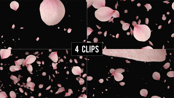Cherry Blossom Sakura Petals Falling - Upwards View - 4 Clips