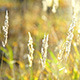 Grass on a Meadow - VideoHive Item for Sale