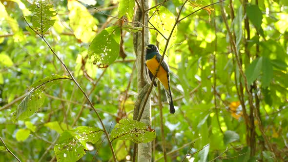 Realtime footage of golden, blue and black bird in a tropical rainforest in Panama, perched on a bra alt