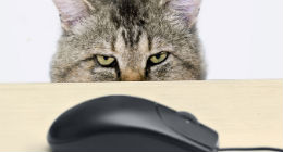 The Most Adorable Animal Stock Photos of 2013