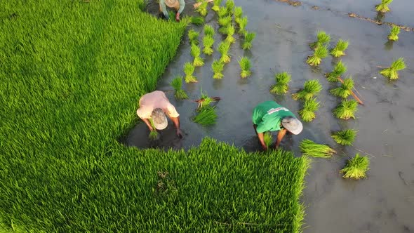 Farmers plant rice field, paddy rice farmland alt