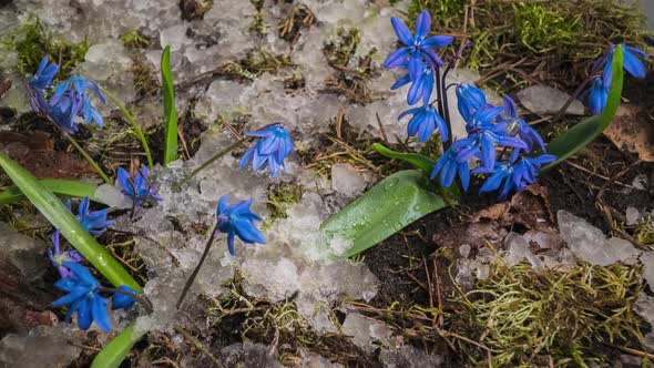 Blue Snowdrop and Snow Melts in Spring alt
