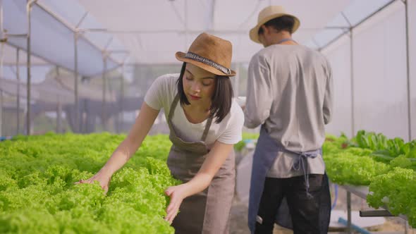 Asian couple farmer owner checking quality and working in vegetables hydroponic farm with happiness. alt