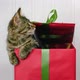 Little Grey Kitten Get Out From Present Box - VideoHive Item for Sale