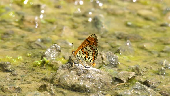 Heath Fritillary alt