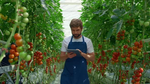 Botanical Specialist Tablet Inspecting Cultivation Tomatoes Quality in Farm alt