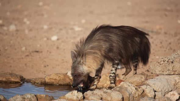 Brown Hyena Drinking Water - Kalahari Desert alt