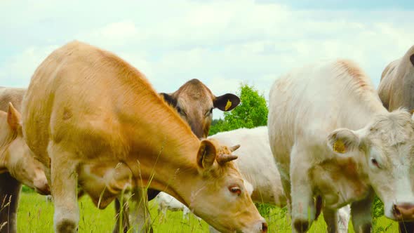 A herd of cows grazing in a meadow alt