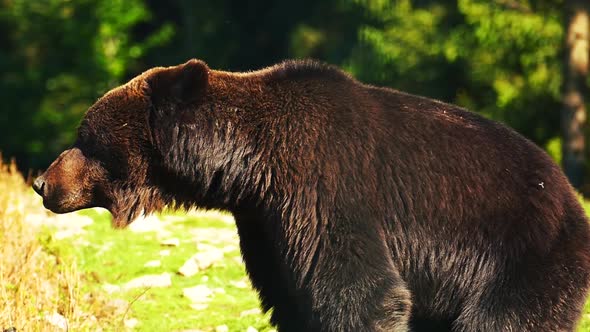 Large adult brown bear waiting close up view slow motion. Feeding wild animals.