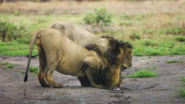 Fixed full shot of two adult lions drinking water from a puddle in Central Kalahari Game Reserve in alt