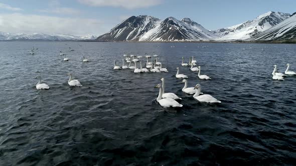 Flock of Wild Geese on a Mountain Lake in Iceland alt