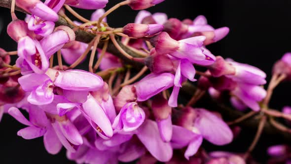 Judas Tree Blossom alt