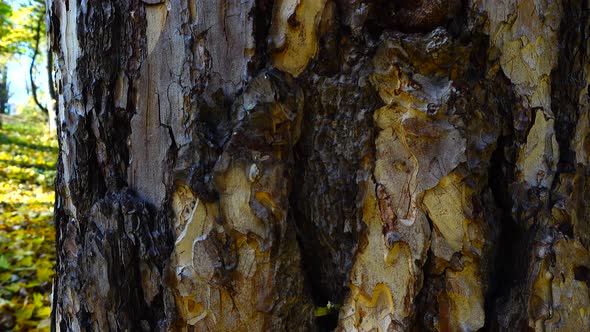 Pine bark close up. Shooting in the autumn park. alt