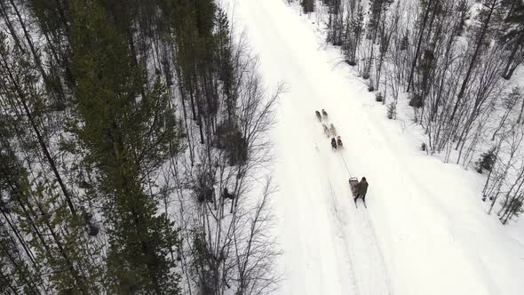 Drone Aerial View of Dogsledding Handler with Team of Trained Husky Dogs Mountain Pass Husky Dog alt