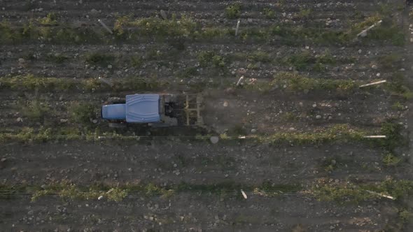 Aerial view farmer on tractor mowing weeds between rows of grapevines in vineyard landscape alt