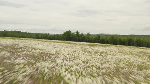 Flying over field abundant with wildflowers blooming alt