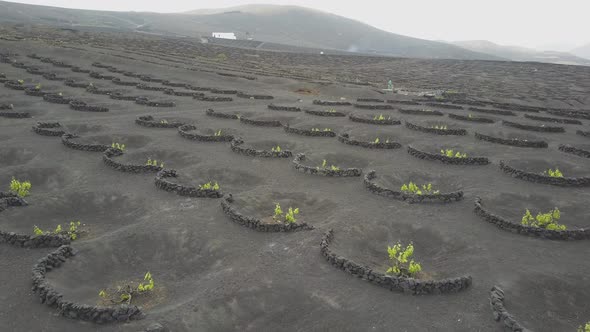 Drone Shot of Vineyards on Black Volcanic Soil in Lanzarote. Aerial Scenic View of Wine-growing in alt