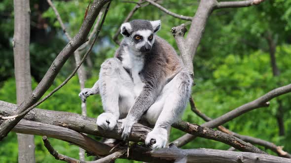 Lemur catta monkey. The ring-tailed lemur (Lemur catta)