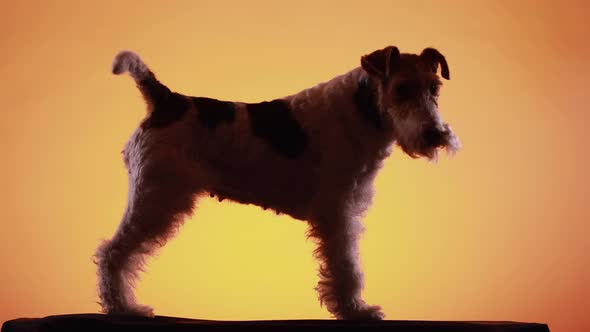 Silhouette of a Fox Terrier in the Studio on a Yellow Orange Gradient Background. The Dog Stands in alt