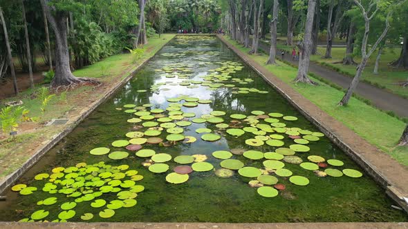 Aerial view of Victoria's water lilies on the island of Mauritius in the Botanic garden alt