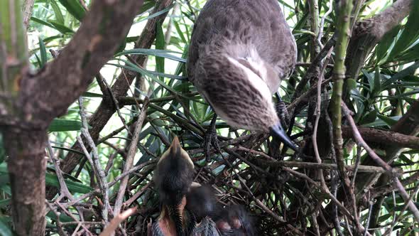 Chalk-browed Mockingbird Guarding Hatchlings On Nest. - close up alt