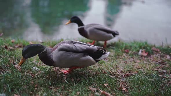 Three Mallard Anas Platyrhynchos Wild Duck Walking Near Lake or River Eating Food alt