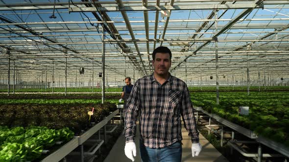 Young Happy Farmer Checking His Plantation of Green Salad alt