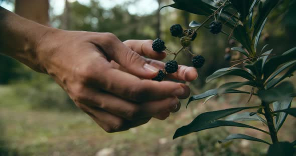 Woman Hands Closeup Collecting Wild Blackberry in Forest on Hike Trail in Path